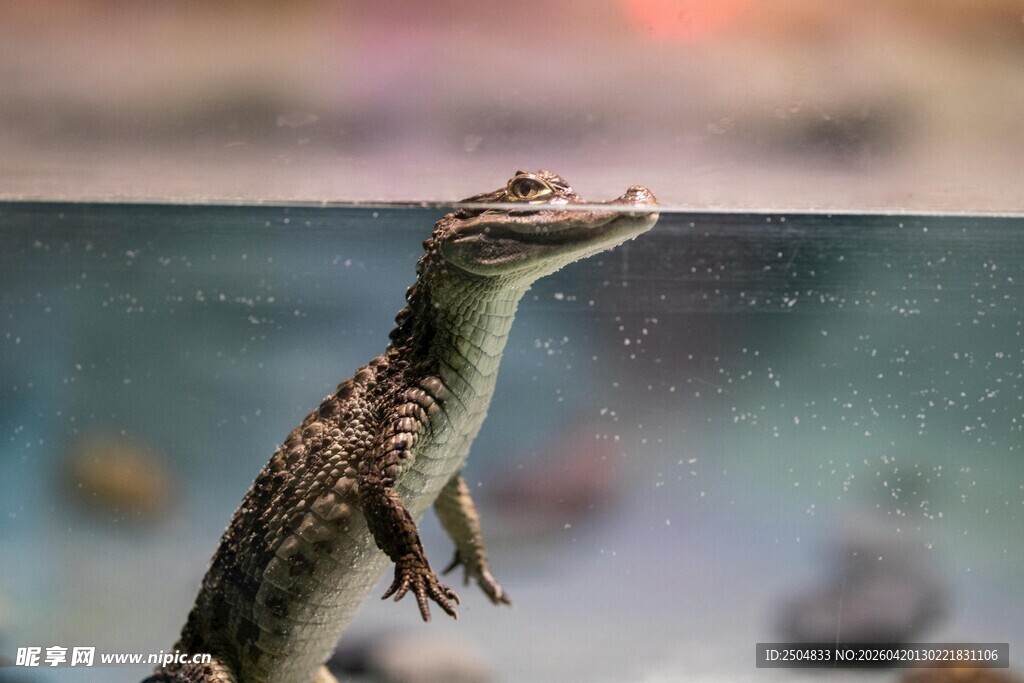 玻璃后凝望的蜥蜴