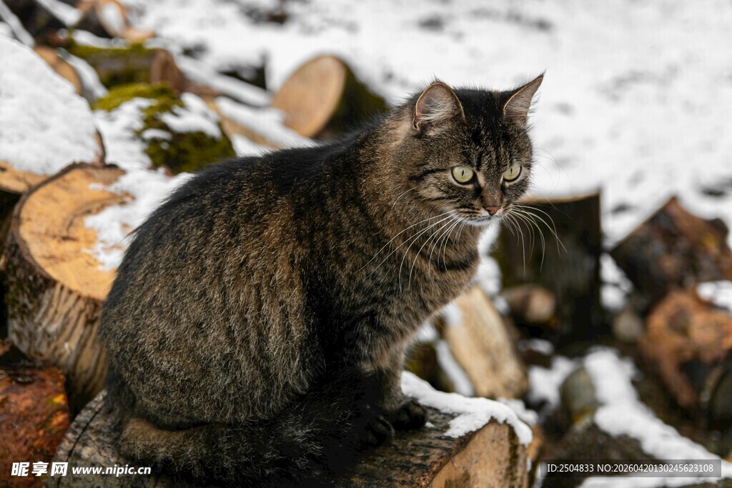 雪地中蹲坐的斑纹猫咪
