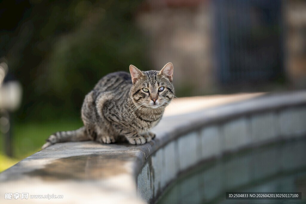 蹲坐的斑纹猫咪