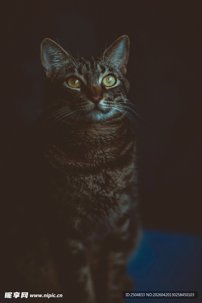 黑暗中凝视的斑纹猫咪