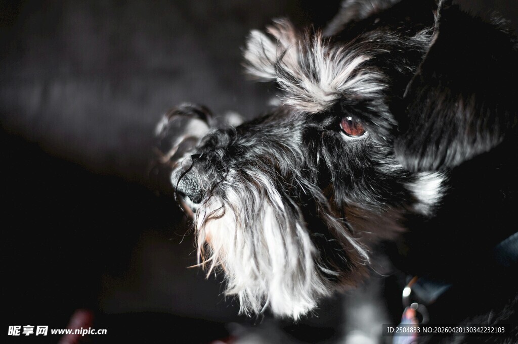 可爱雪纳瑞犬特写