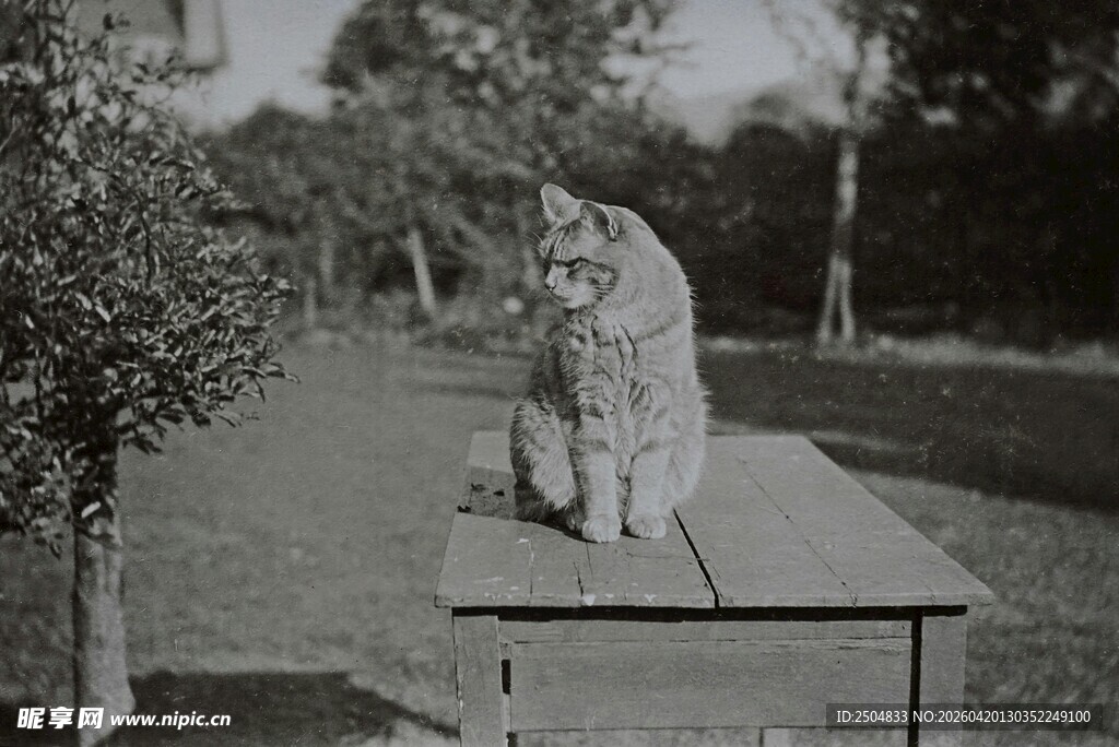 户外木台上的猫咪