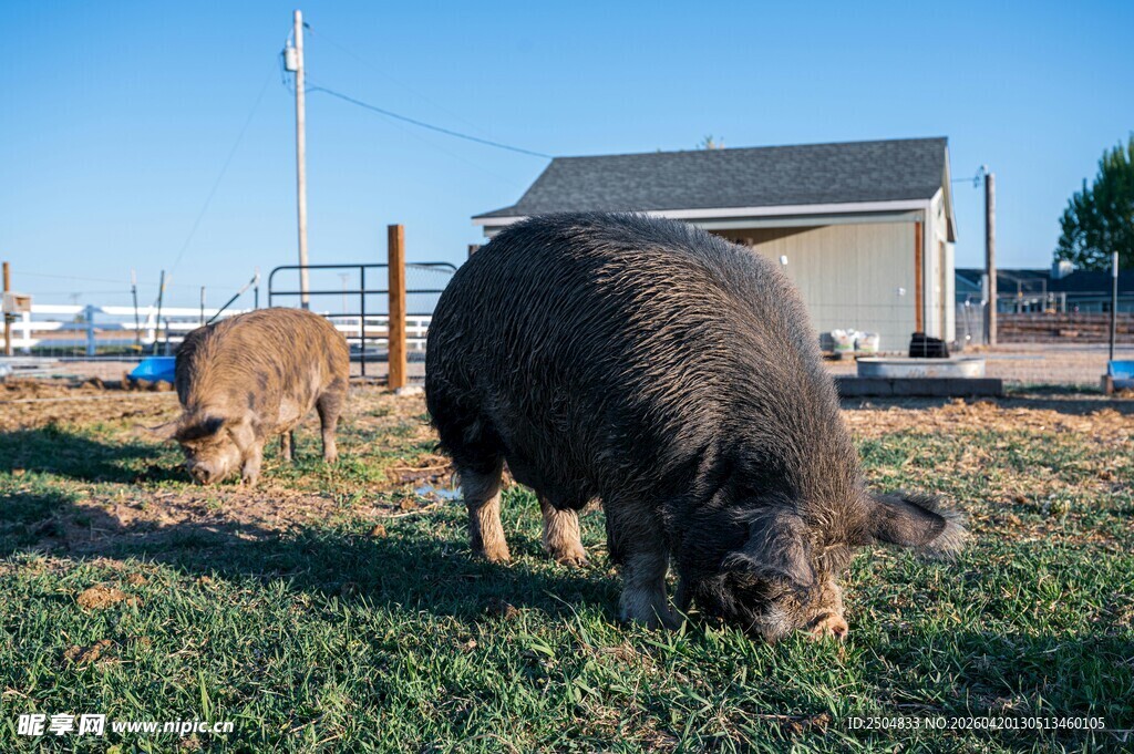 草地上的两头猪