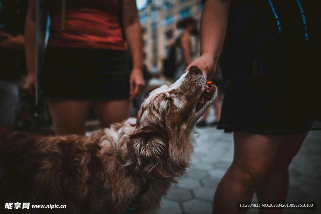 人与宠物街头温馨互动