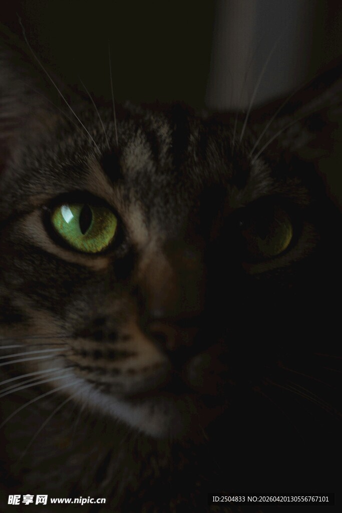 绿眼黑猫特写