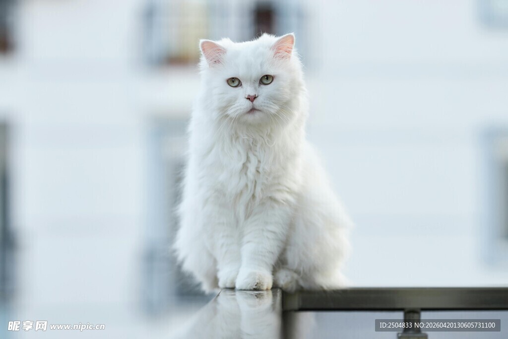 白色猫咪优雅立于栏杆