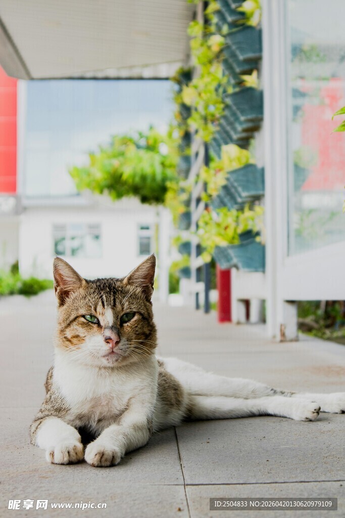 户外休憩的可爱猫咪