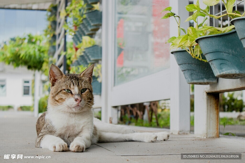 户外猫咪悠闲趴地