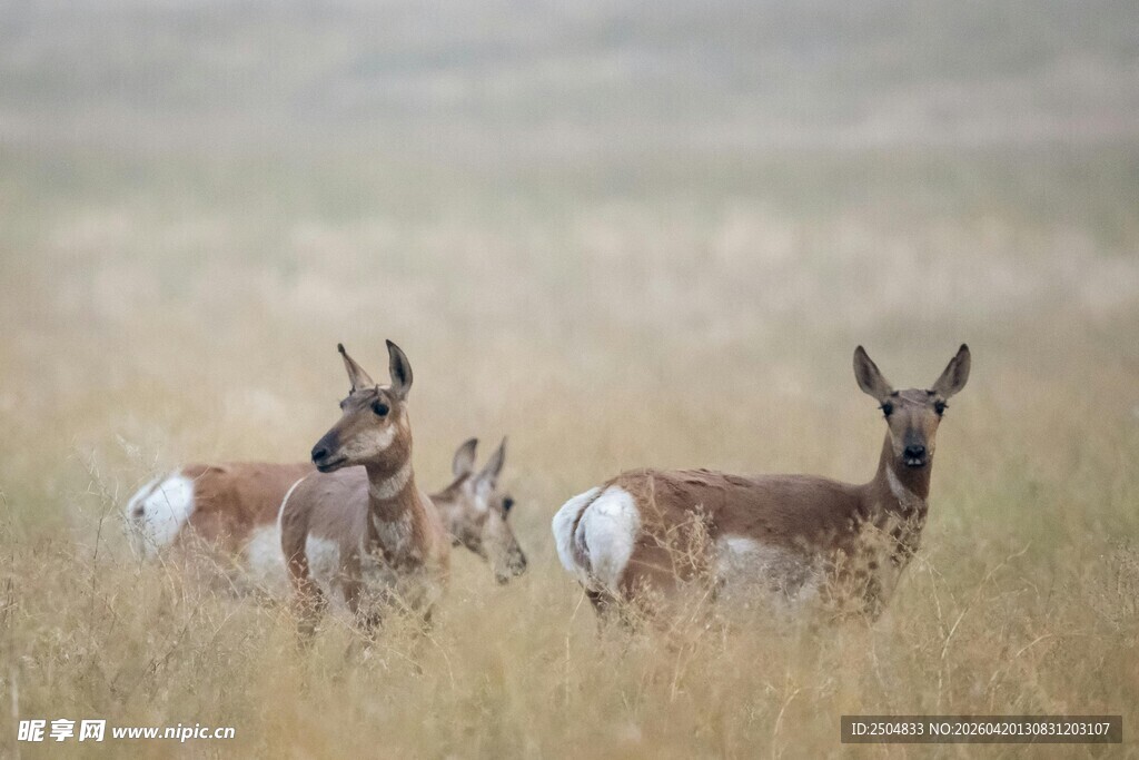 草原上的羚羊群