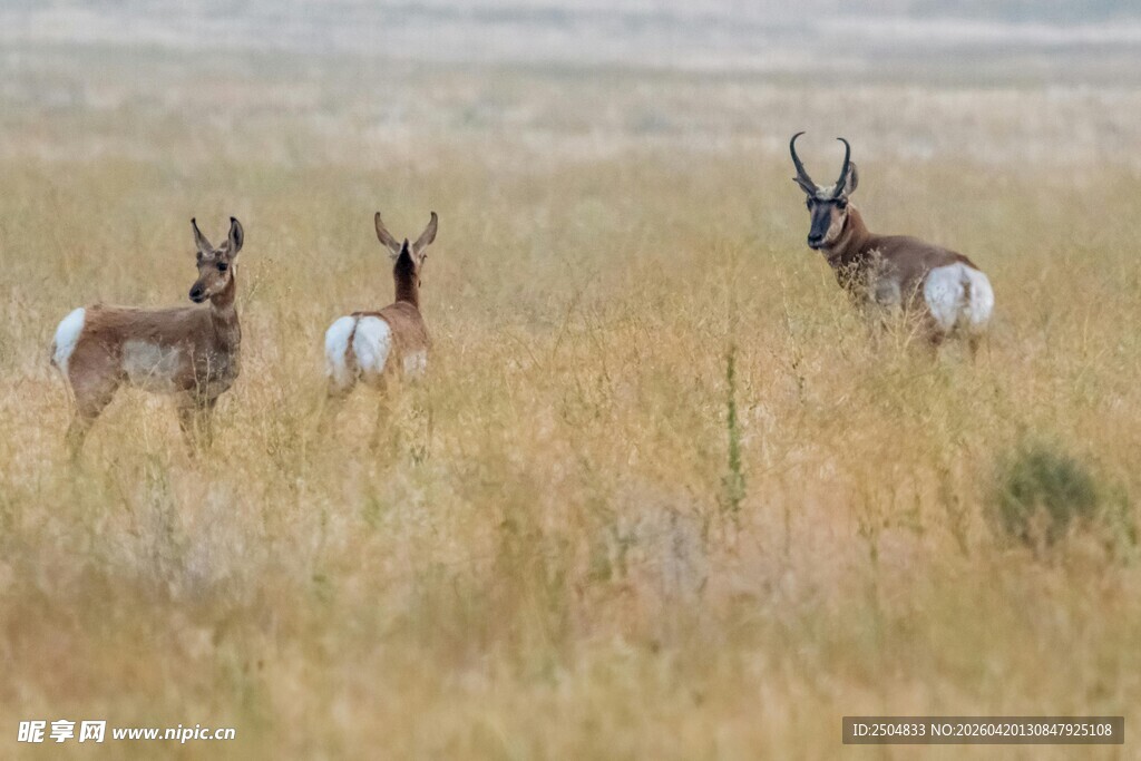 草原上的羚羊群