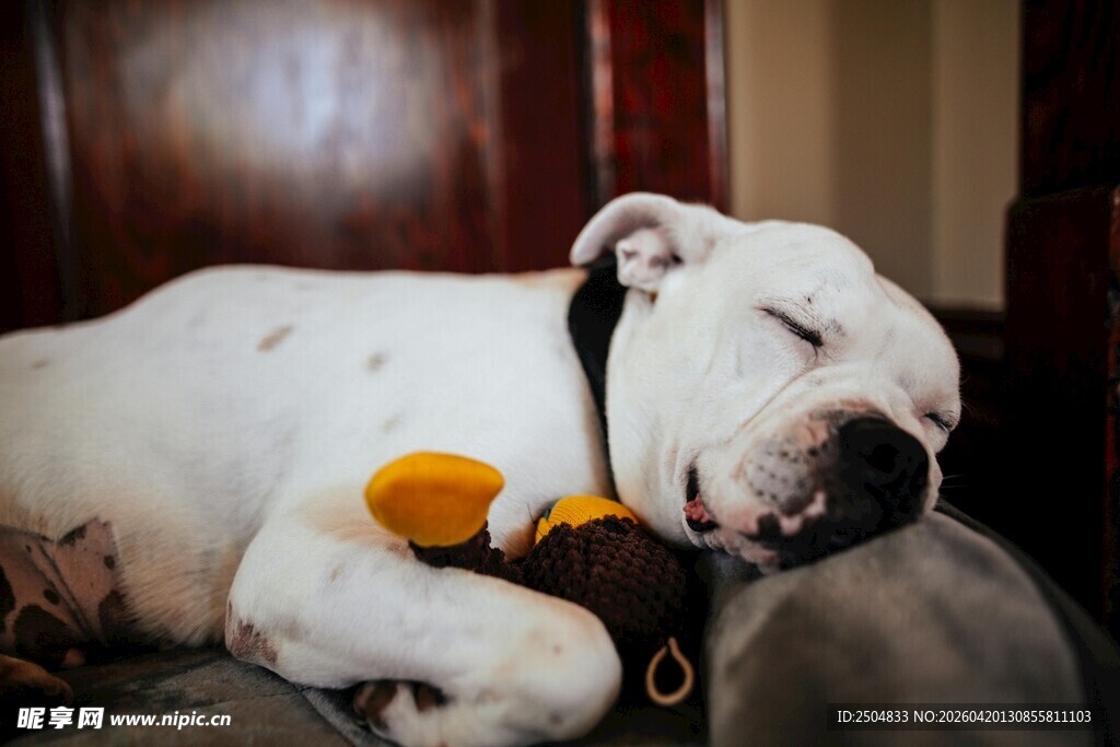 酣睡的斗牛犬
