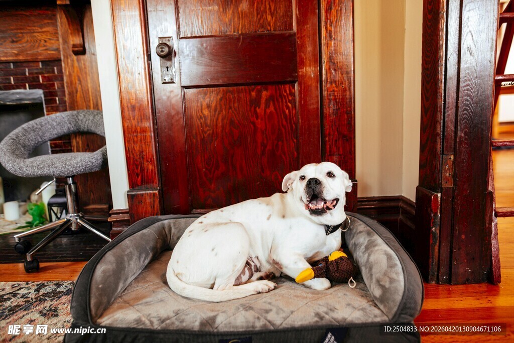 白狗惬意躺窝中