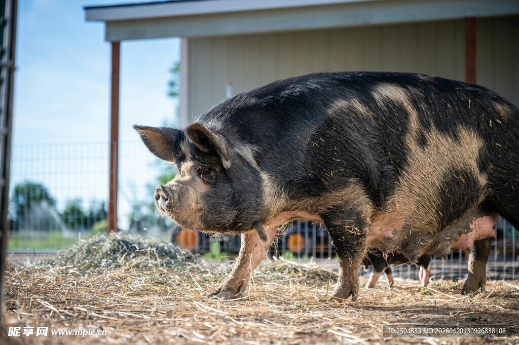 户外站立的黑花猪