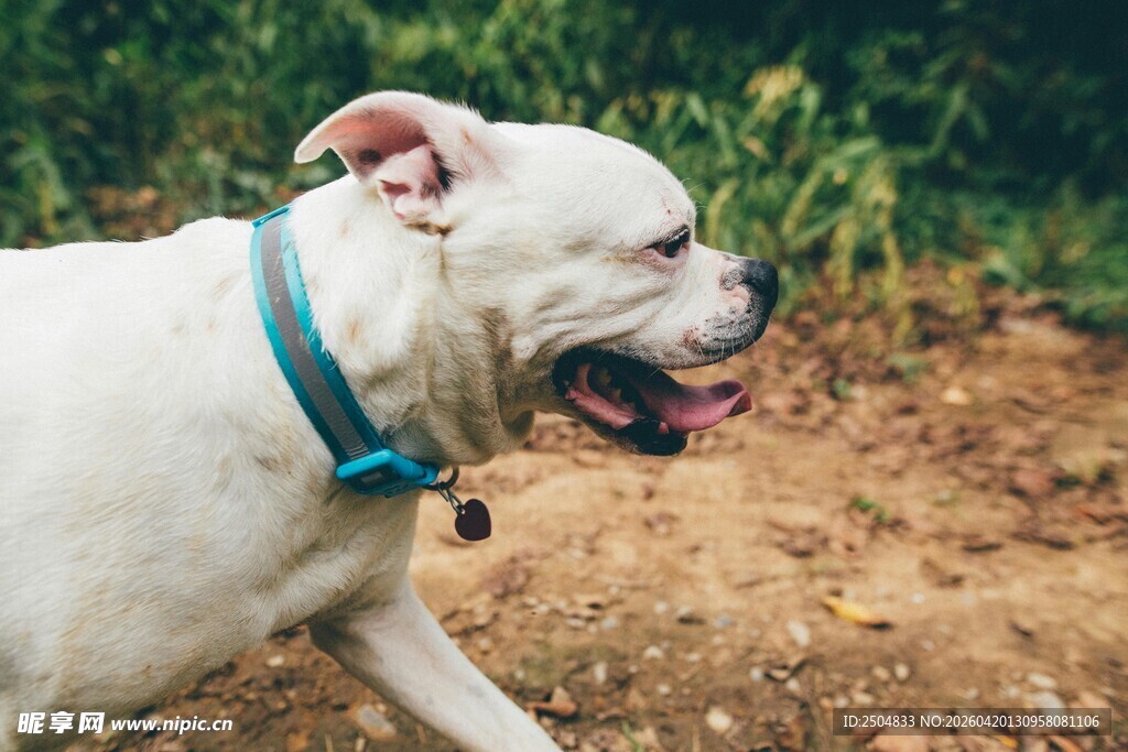 户外行走的白色斗牛犬