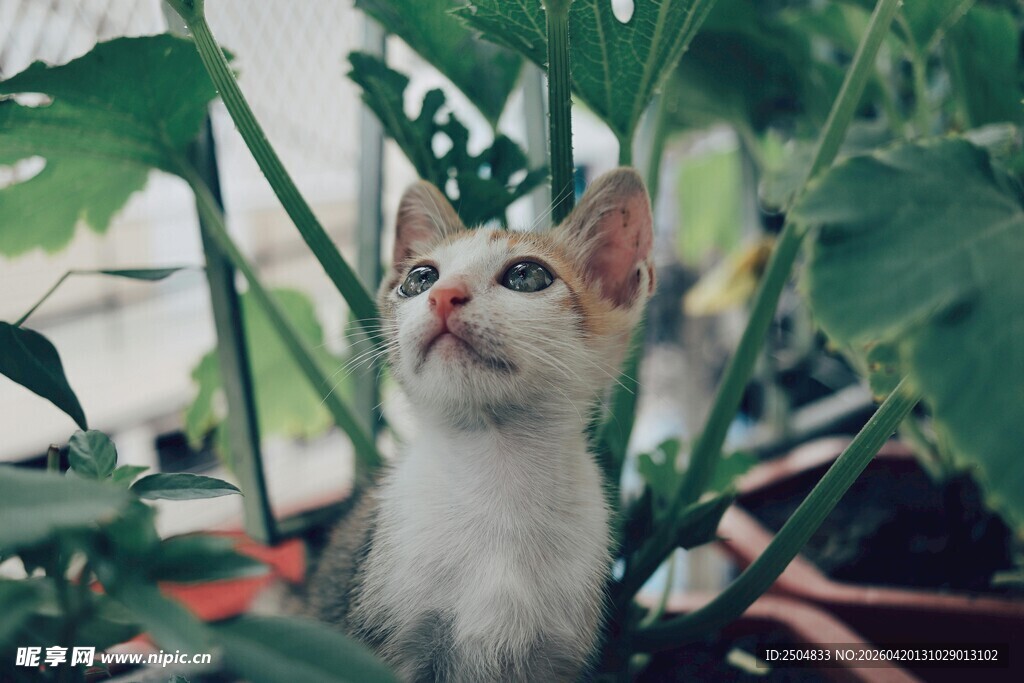 猫咪在绿植中抬头张望