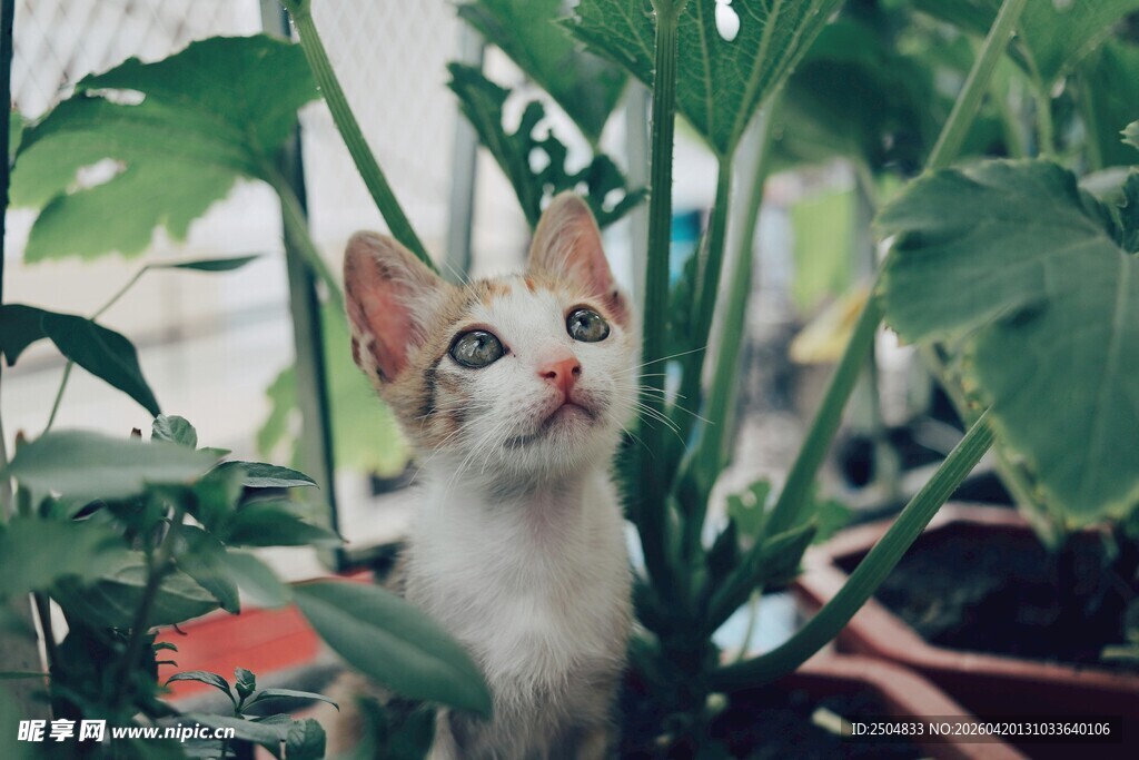 小猫在绿植间好奇张望