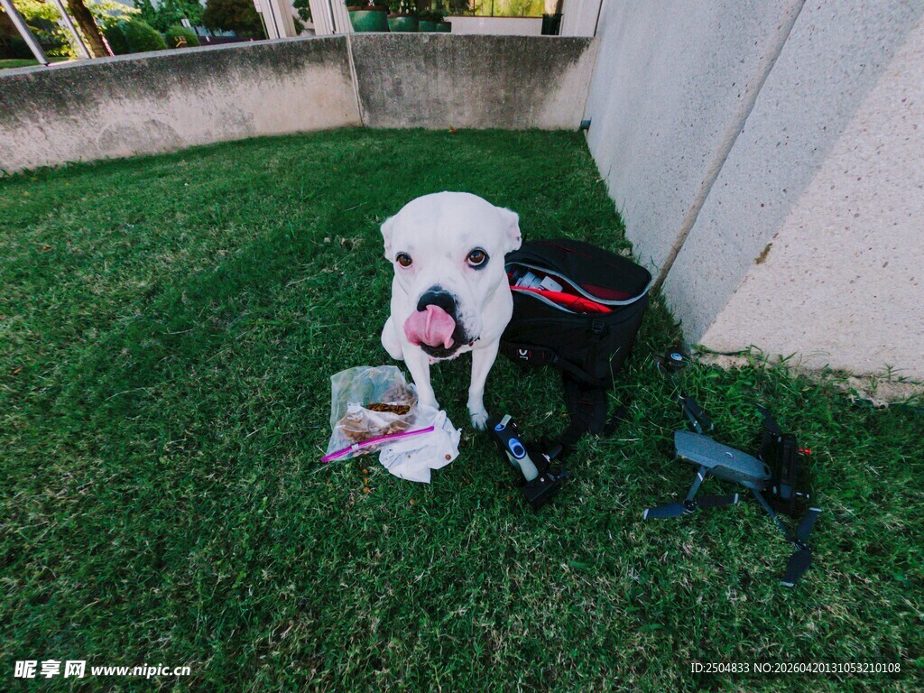 草坪上的可爱白色宠物犬