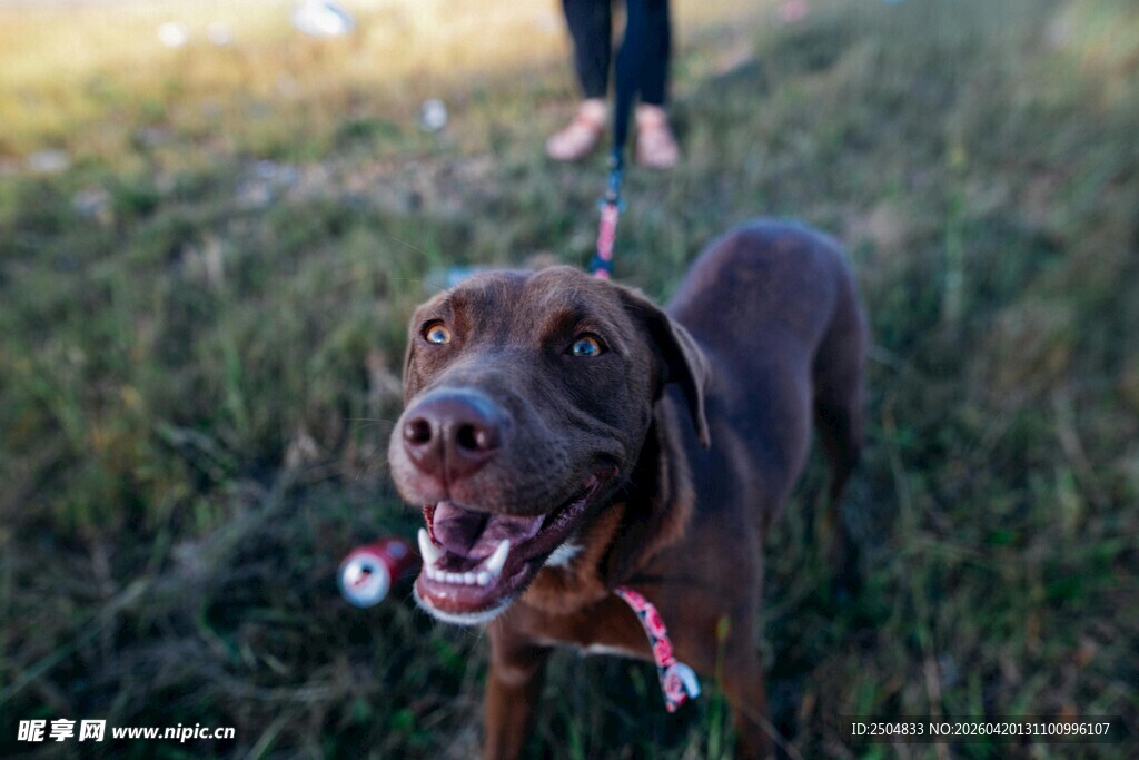 户外遛狗的欢乐时刻