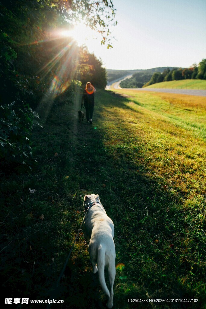 夕阳下人与狗漫步田园