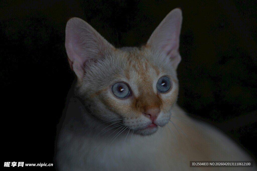 可爱暹罗猫特写