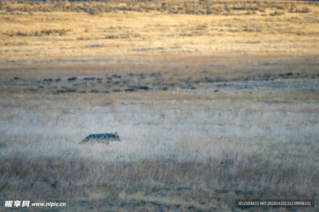 草原上独行的野生动物