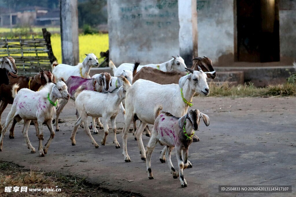 一群山羊在路上行走