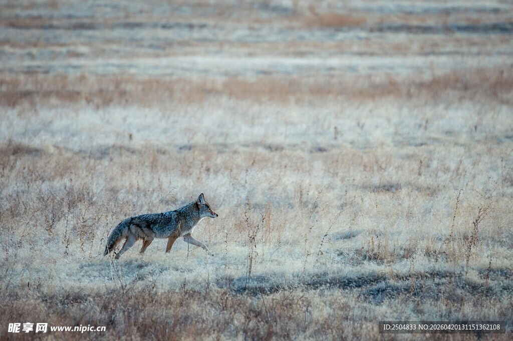 草原上独行的狼
