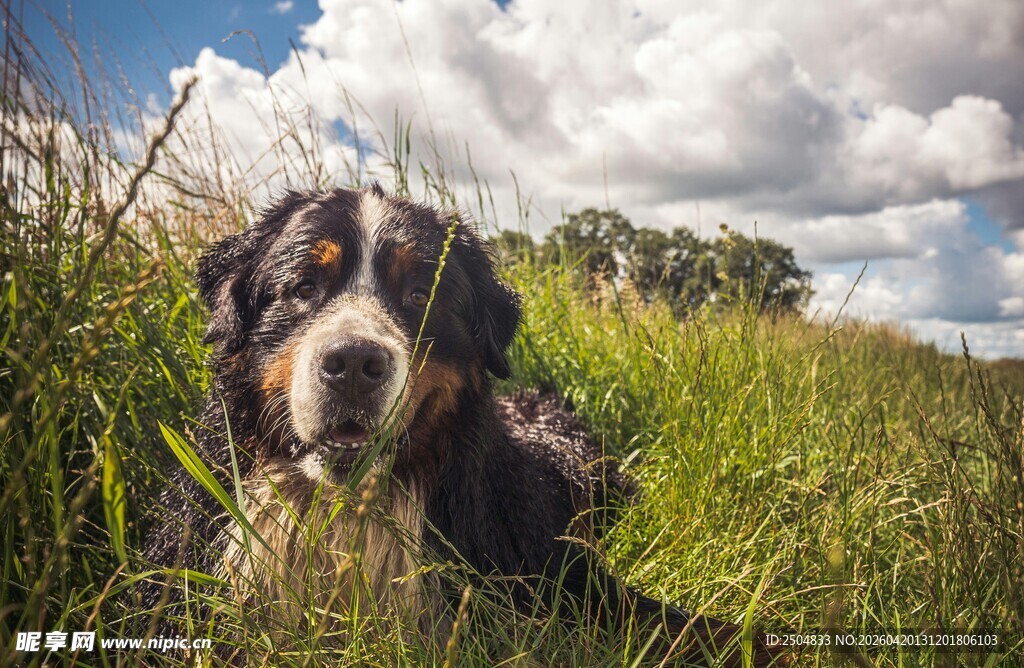 草地中的可爱大狗