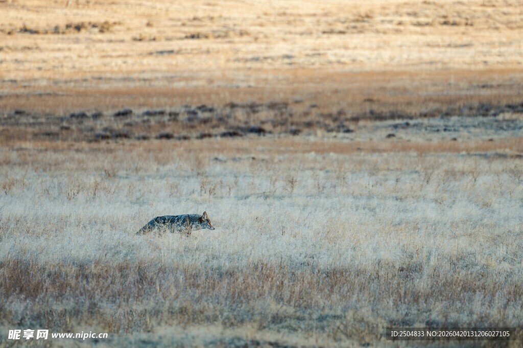 草原上独行的敏捷狐狸