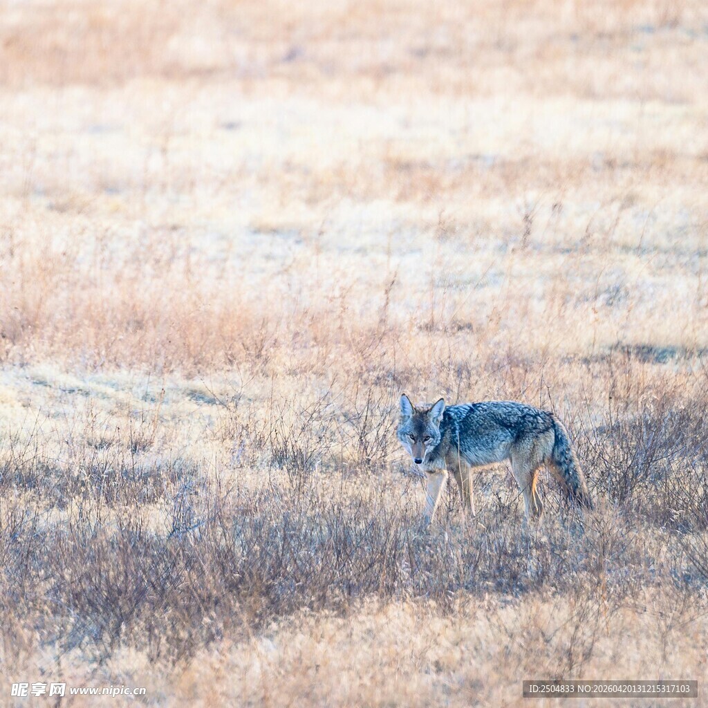 草原上独行的灰狼