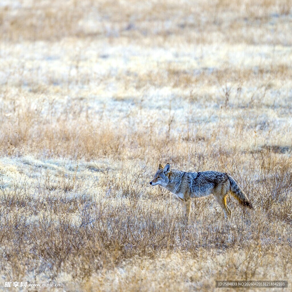 草原上独行的灰狼
