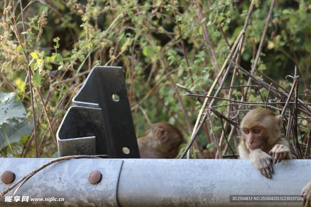 猴子趴在金属杆上张望