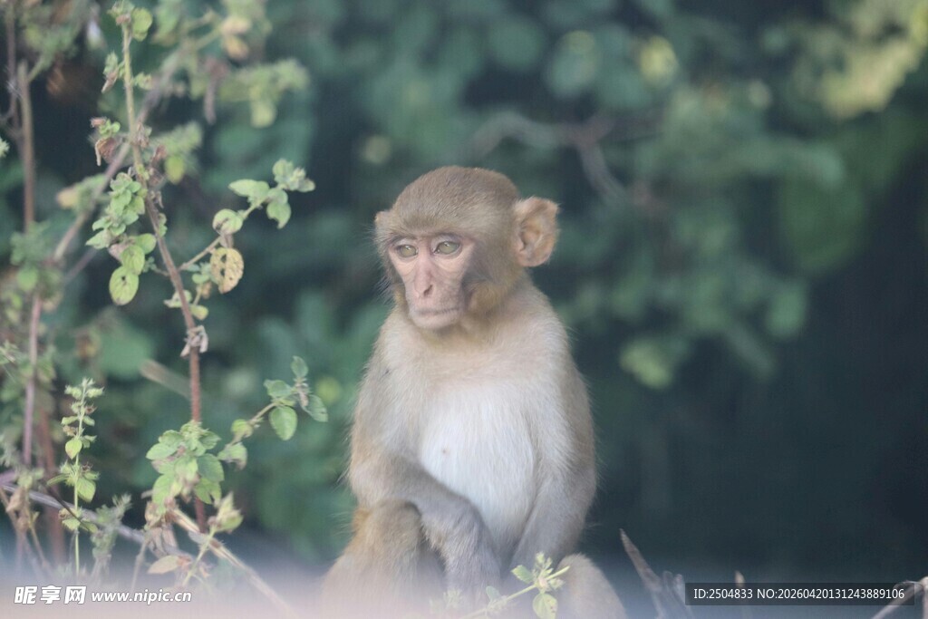 林中猕猴