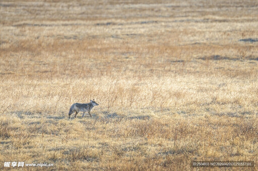 草原上独行的野生动物