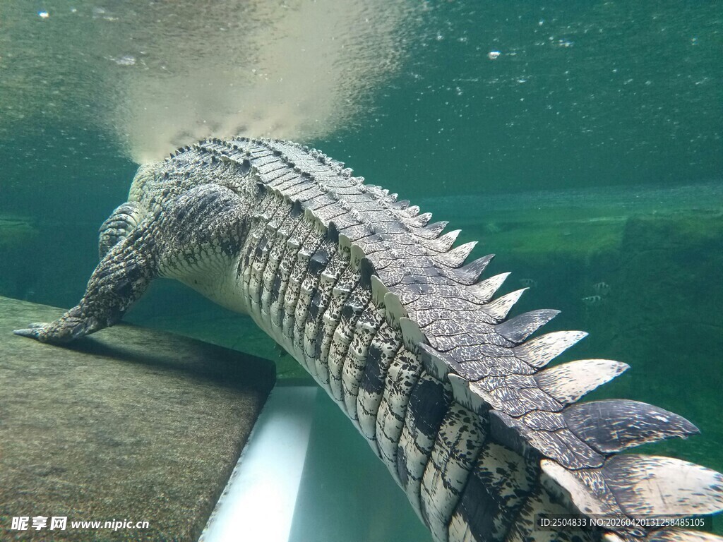 水中鳄鱼特写