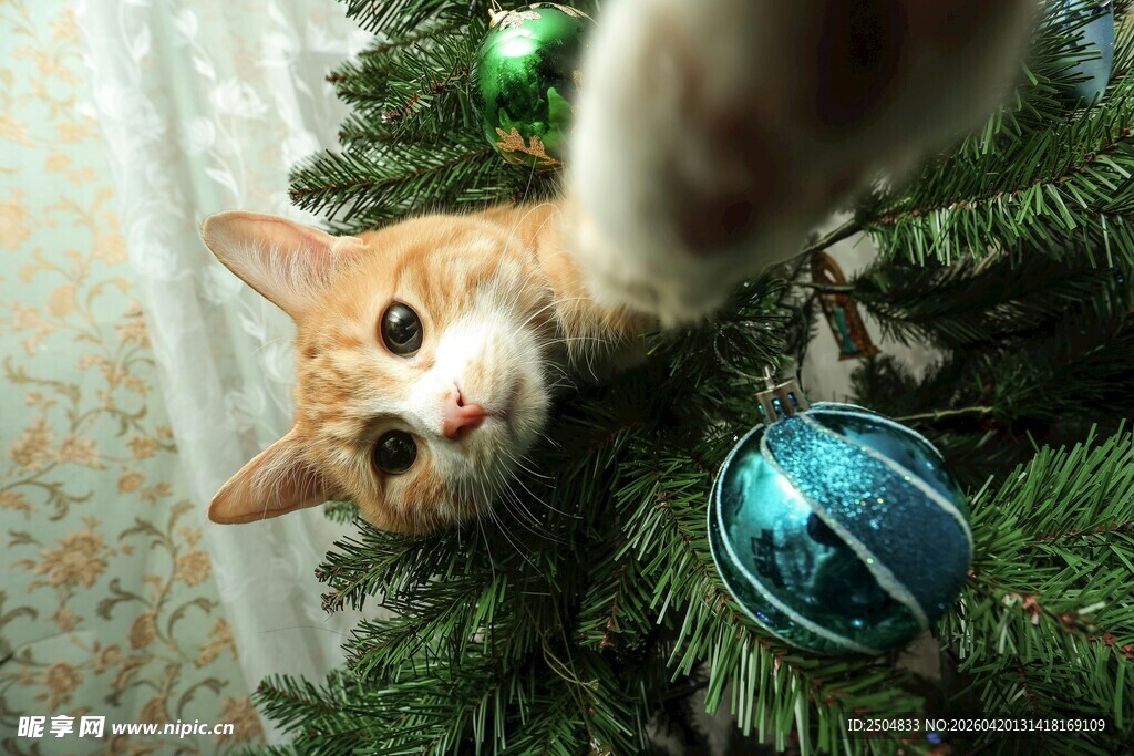 猫咪玩闹圣诞树
