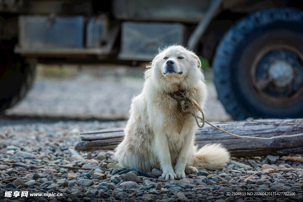 孤独的白狗坐于碎石间