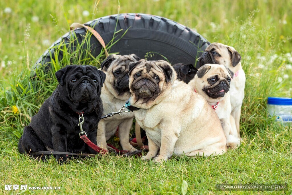 四只萌犬在草地上的惬意时光