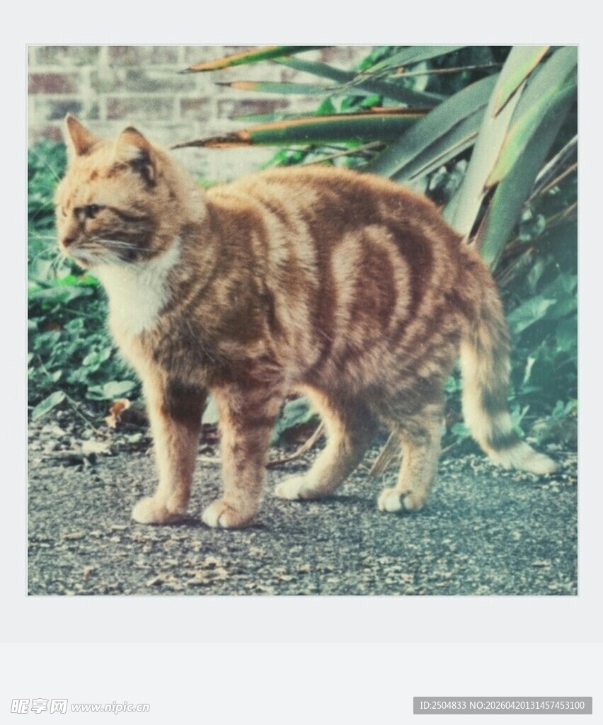 户外的橘白相间猫咪