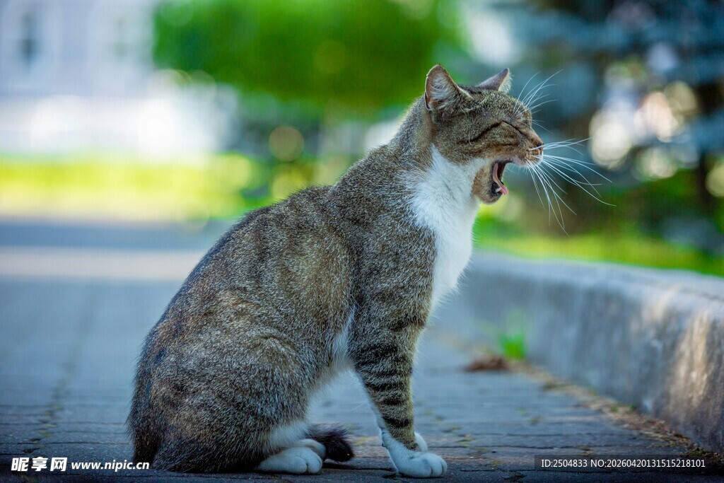 路边蹲坐的斑纹猫咪