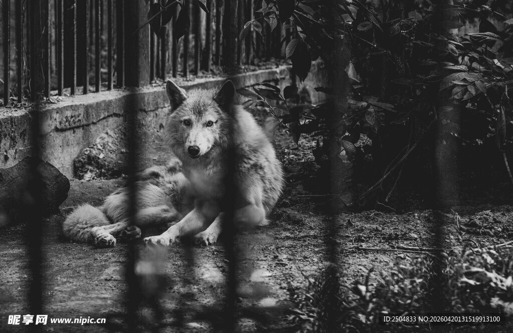 铁栏后的孤独狗狗