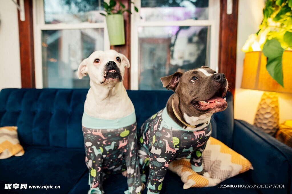 穿迷彩服的可爱狗狗