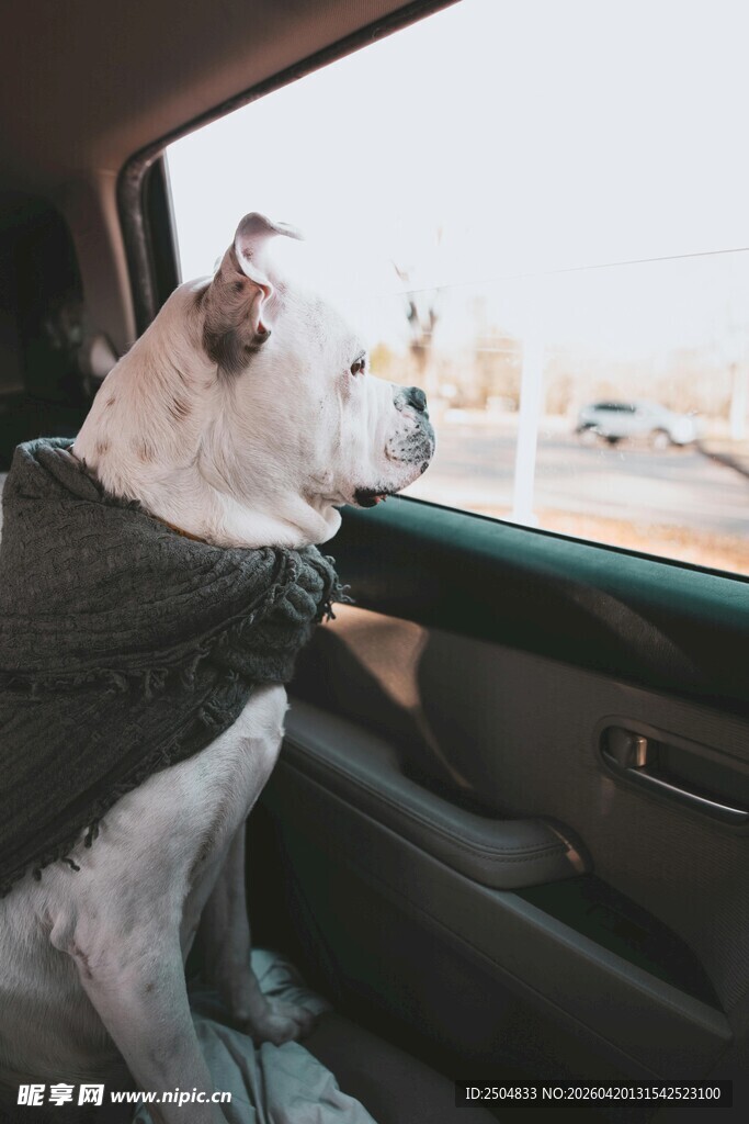 狗狗惬意乘车