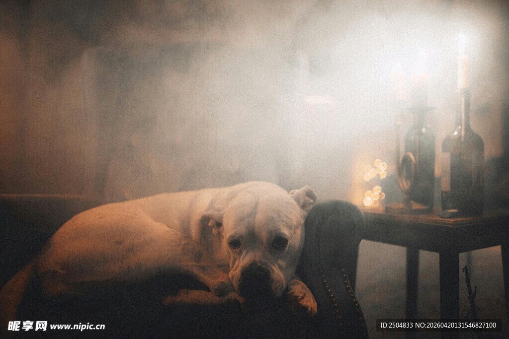 沙发上休憩的可爱狗狗