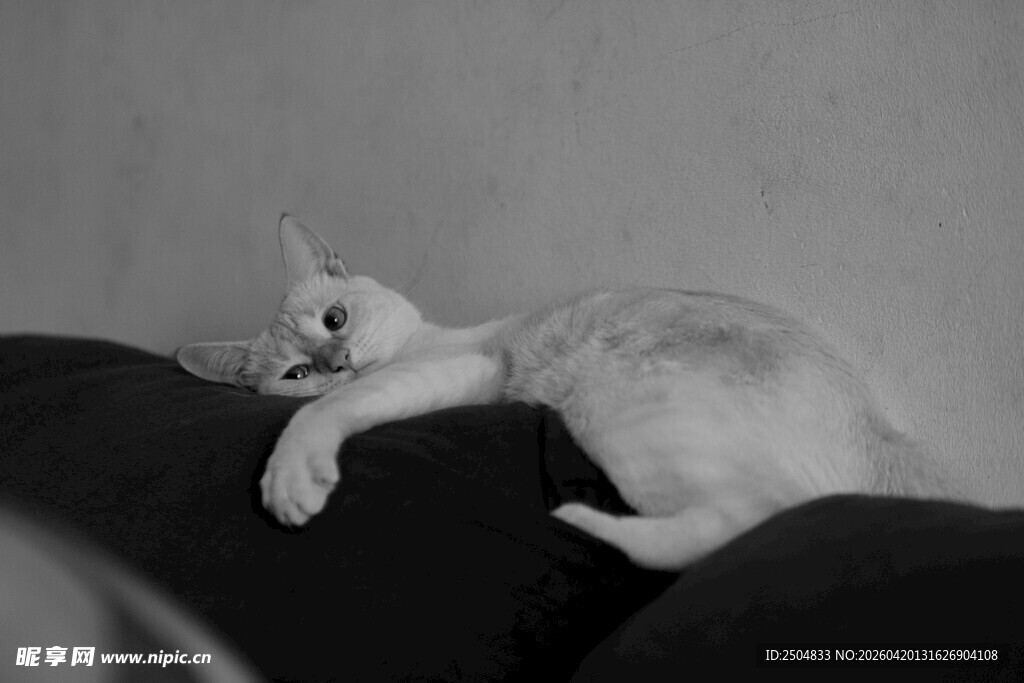 慵懒猫咪趴卧沙发