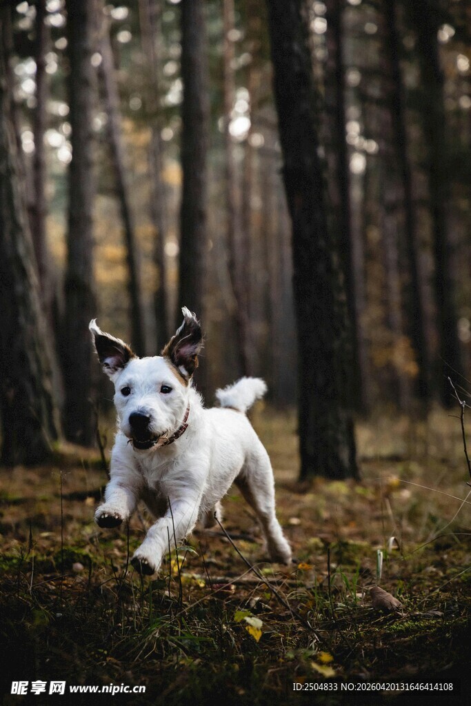 林间奔跑的白色小狗