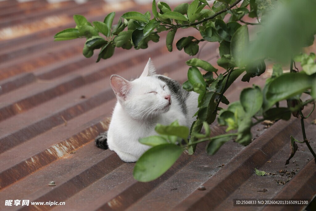 木栈道上的可爱白猫