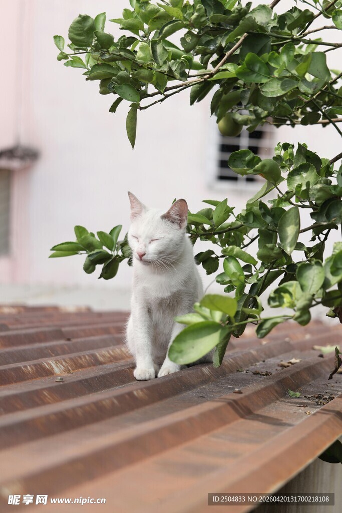 屋顶上的可爱小白猫