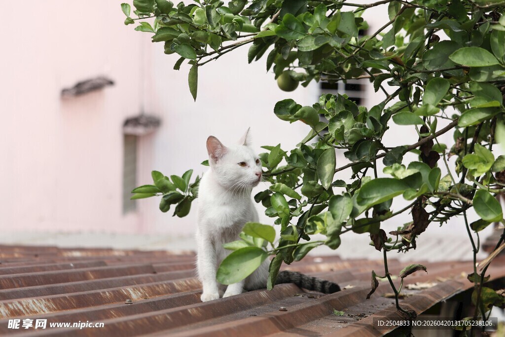 白猫倚树于古朴屋顶