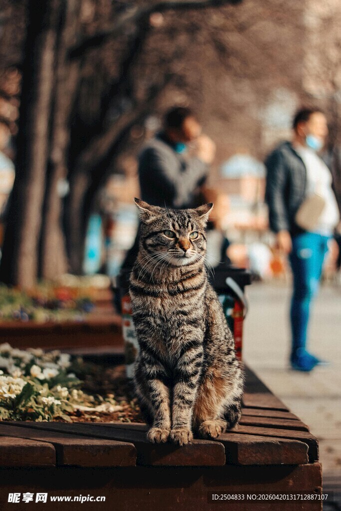 街头长椅上的可爱猫咪